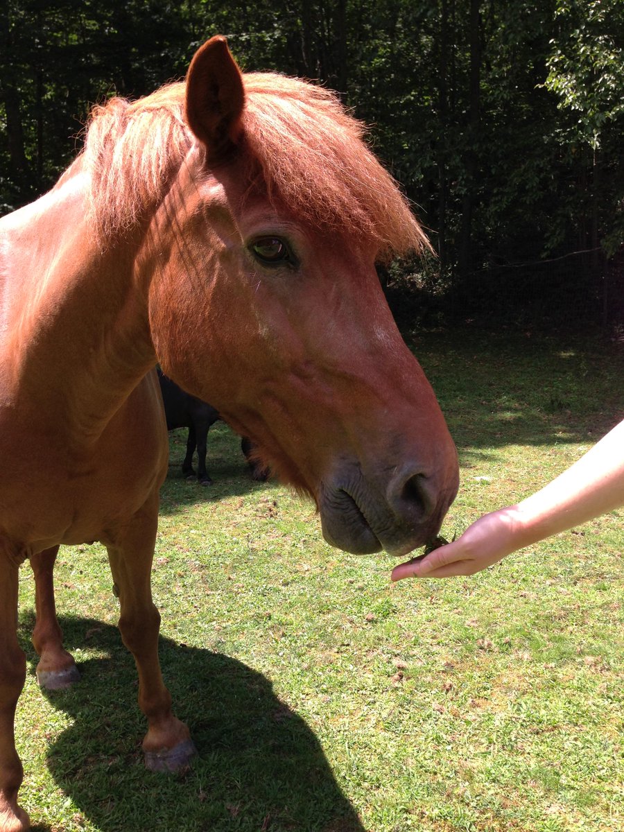 SafeHavenFarm's tweet photo. Chance, the #horse enjoying a #snack and some #sunshine. ^_^ http://t.co/nJsVlztTEm