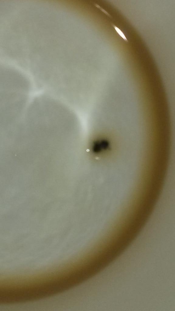 meades83's tweet photo. Thanks #timhortons  for the ant in my coffee this morning.  I really appreciate it. http://t.co/aq7mqHjjLr