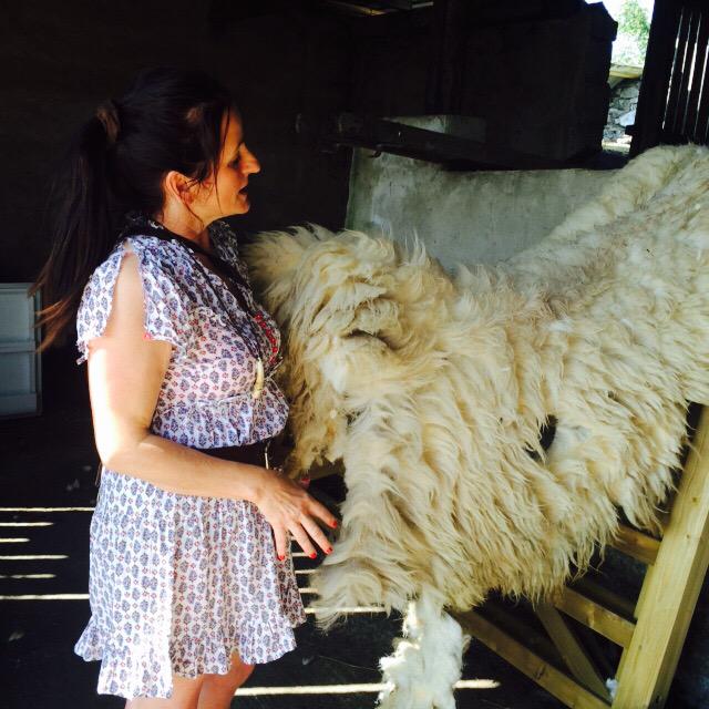 RoughFellSheep's tweet photo. “@beewaits: The size of this fleece! 2.5-3kilos from one sheep! @Campaignforwool #woolwander2 http://t.co/D0N15tVkaB”