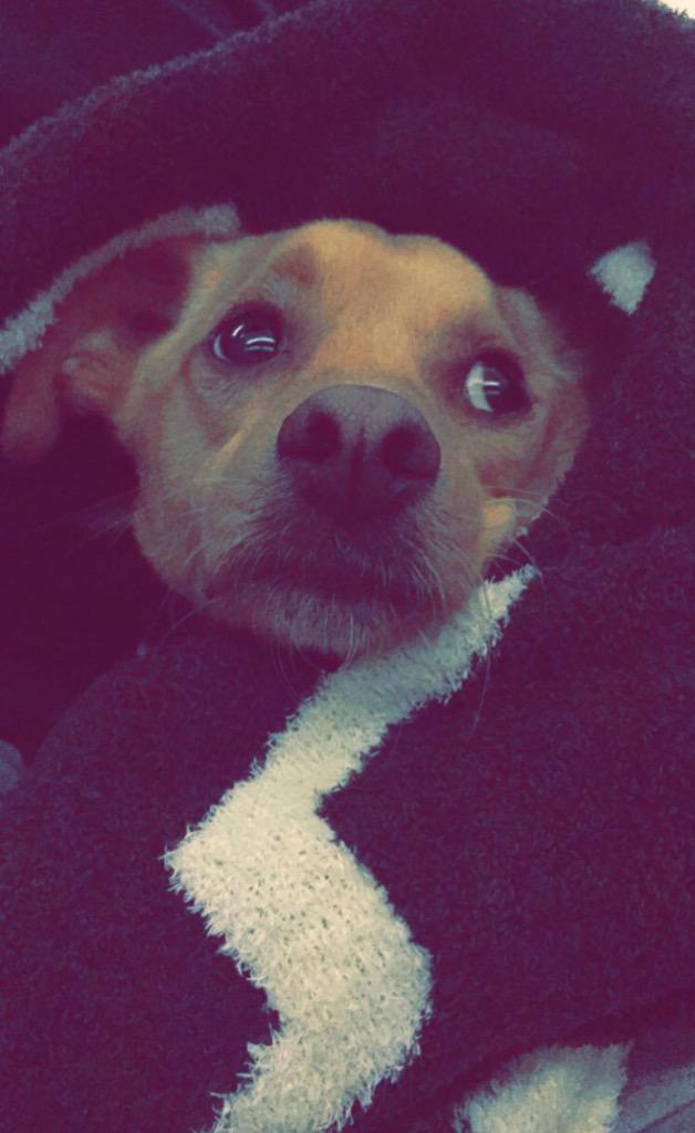 PvArianaGrande's tweet photo. My baby 💜💕🐶 @ThePuppToulouse http://t.co/S153jzfTEZ