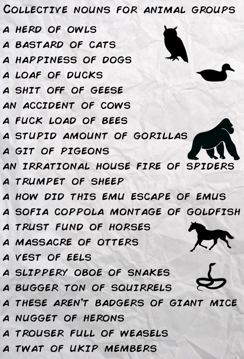 Technicallyron On Twitter Know Your Collective Nouns For Animal Groups Http T Co 2xfjwto2e7