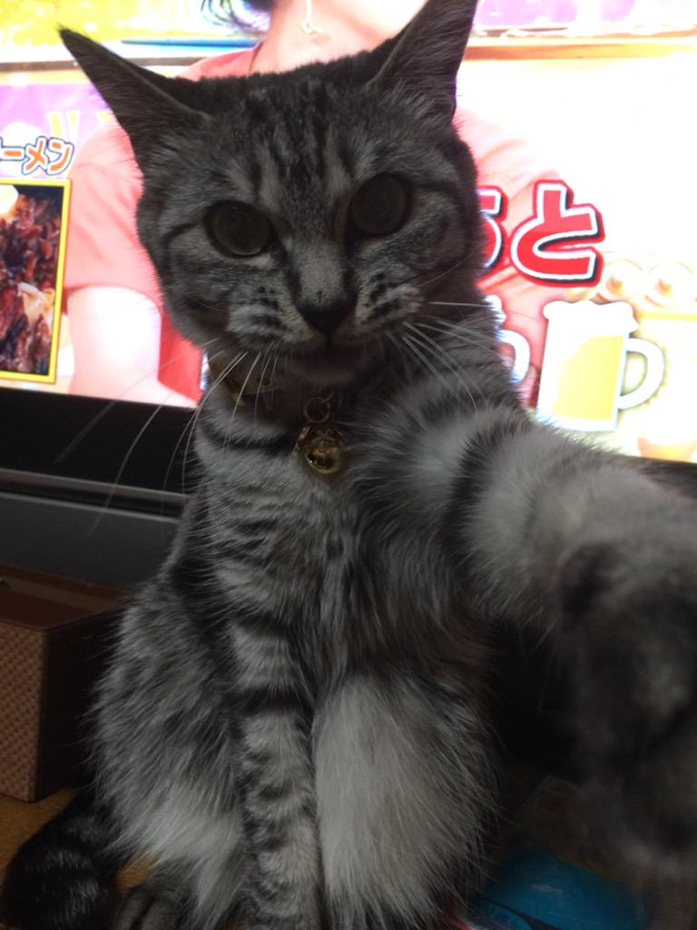 峯岸みなみ 猫アレルギー克服 癒された Http T Co Vjdowkqtdv 峯岸みなみ 猫アレルギー克服 癒された Http T Co Vjdowkqtdv