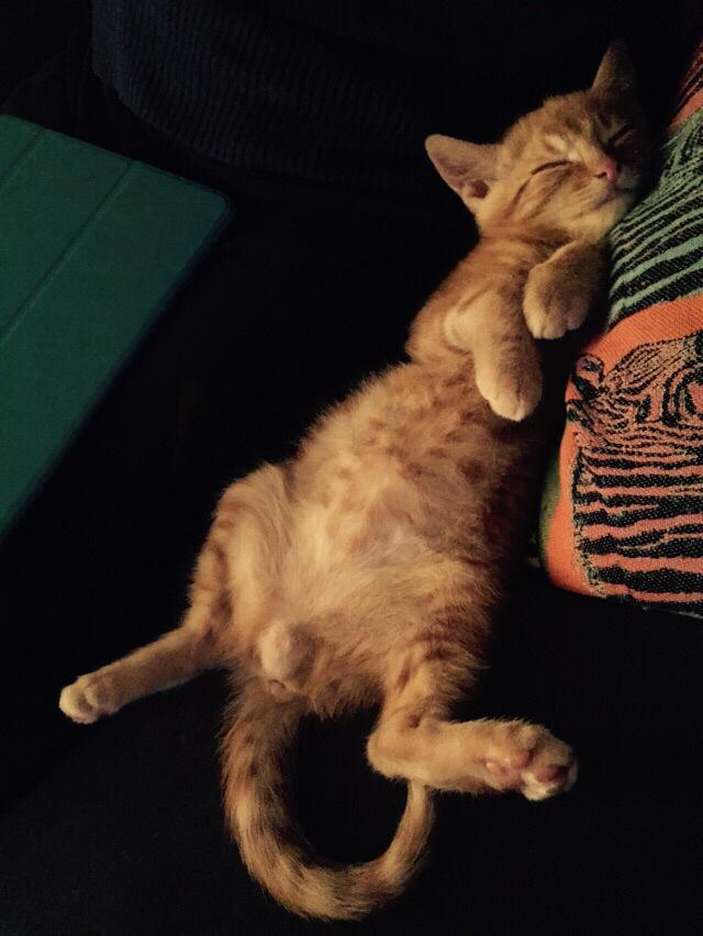 Little Roger having a snooze #gingerkitten #kitten #adoptdontshop #rspca #kittenseason