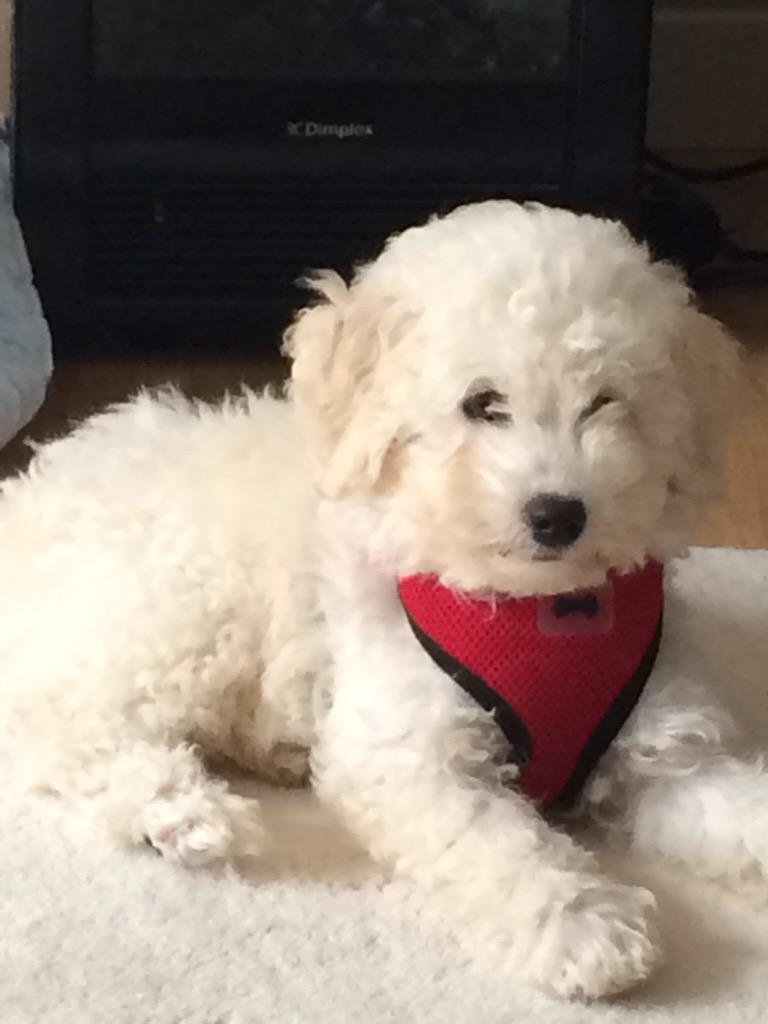 Carolyndmua's tweet photo. @AldiUK #PawsomePics 10 wk old Charlie http://t.co/9JOKOgqBSj