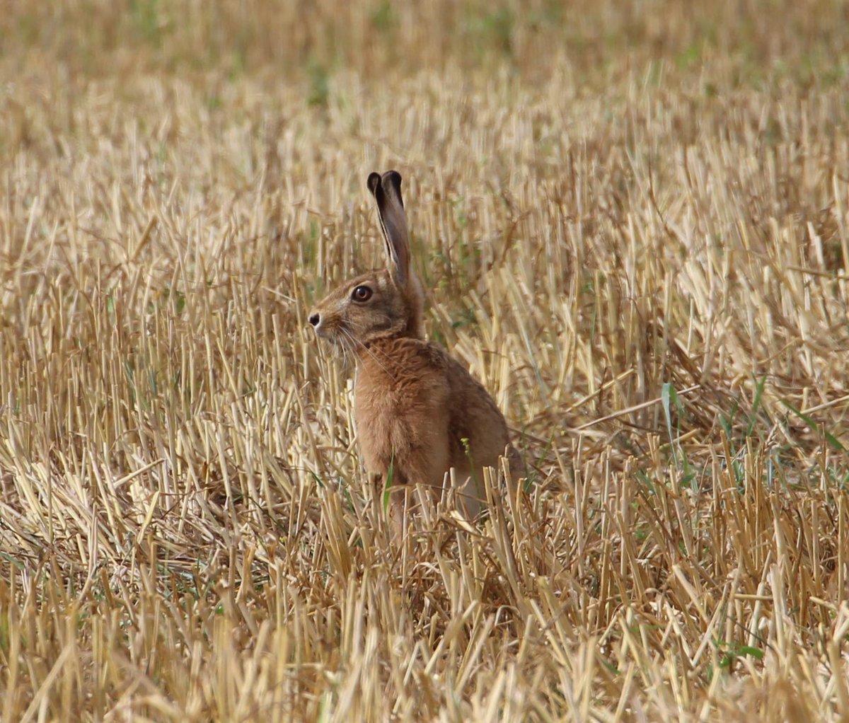 tracynoe11's tweet photo. #hare in the #harvest15 stubble #natureinaday http://t.co/Q6Is3Vf9og