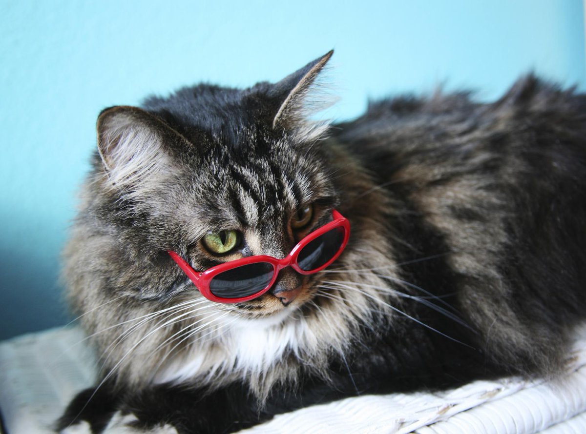 HitsSYorksNews's tweet photo. Come on admit it, cats are cool... http://t.co/82Cfjqk4wj http://t.co/dVKKYCxx0h