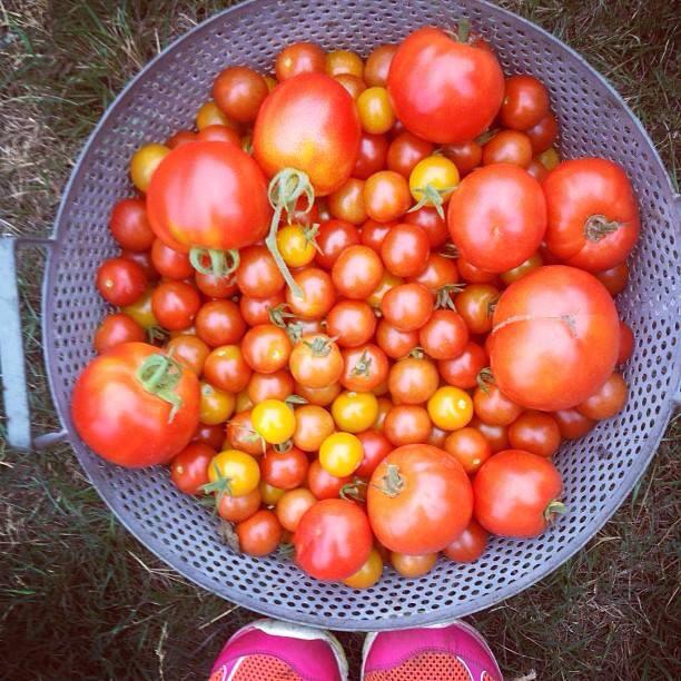 The bounty of August begins. Enjoy the sun &amp; festivities, and become one with MV with <a href="/MV_Sea_Salt/">MVSS</a>.