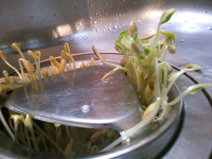 へっ 流し台の排水口から メロン が発芽するケースが続出 Matomehub まとめハブ