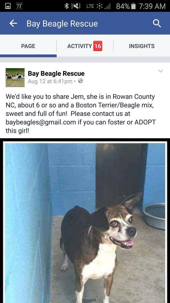Jem is waiting for someone to save her, she needs a foster or adopter.  #rescue #beagle #adopt