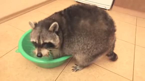 wldswd's tweet photo. 【動画】スマホも靴も。なんでもかんでも洗っちゃうアライグマ　http://t.co/TpuctalUjF http://t.co/w5iL8e1dMF