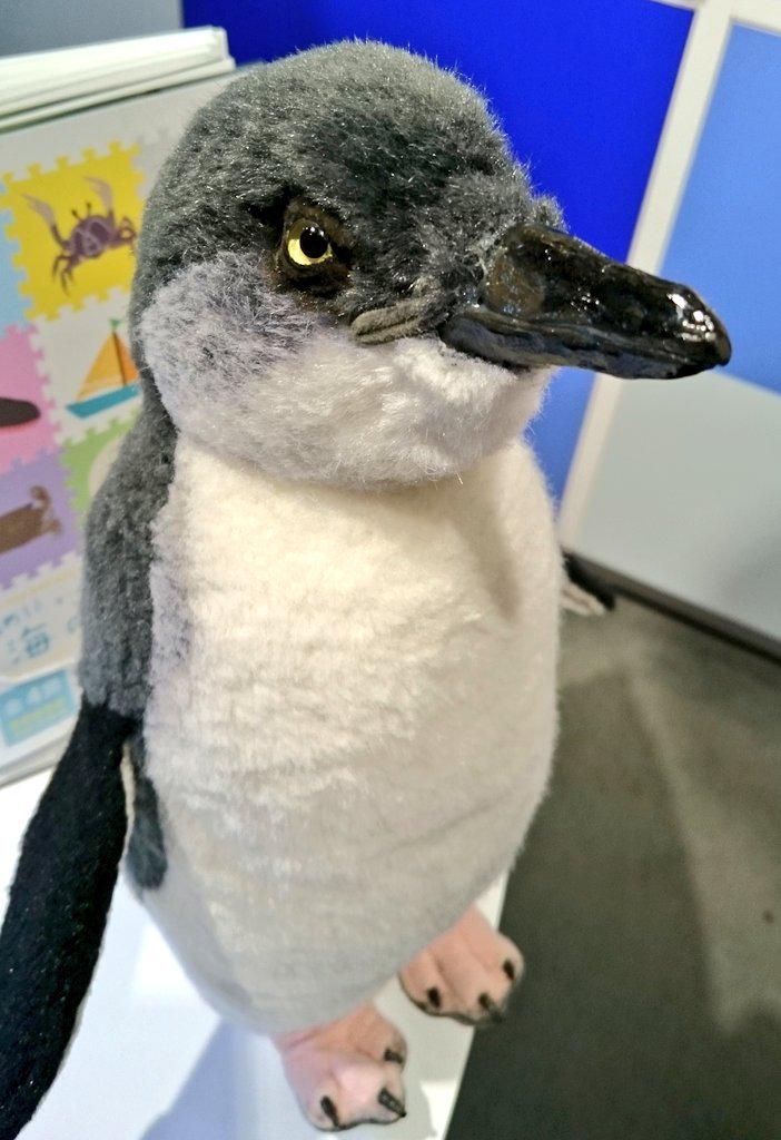 葛西臨海水族園の情報資料室で、本物と同じ大きさと重さのフェアリー