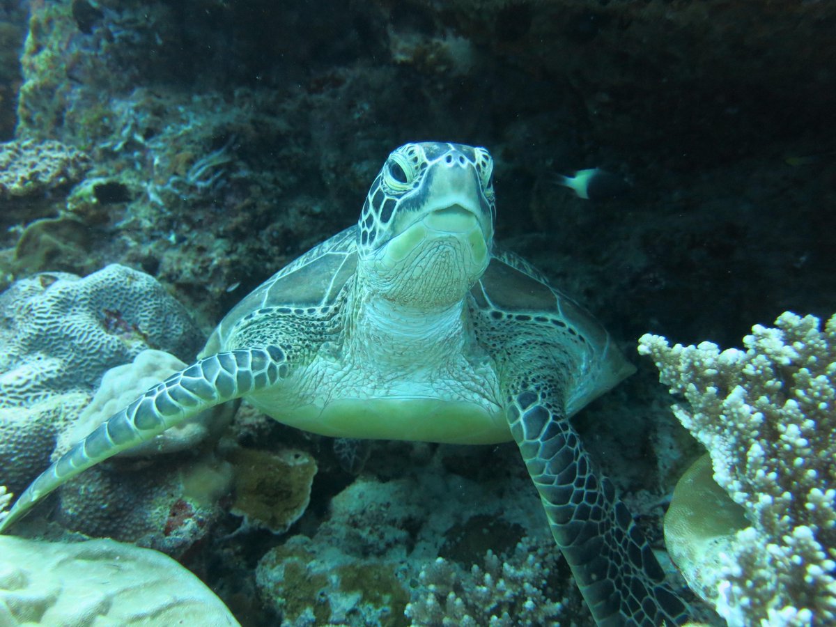 Hadahaa's tweet photo. Make friend with turtle when doing #scubadiving at #huvadhooatoll #bluejourneys #parkhyattmaldives #hadahaa #Maldives http://t.co/YTKJ4wRD6F