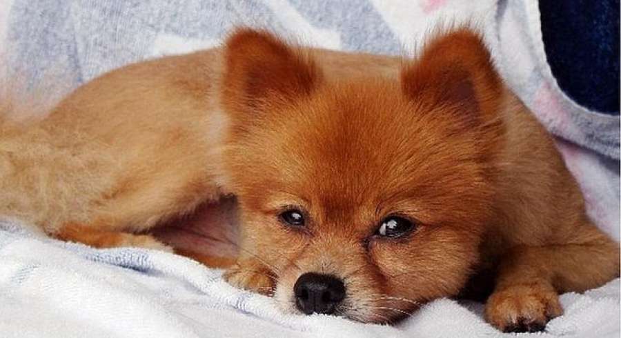 Una familia de Florida encuentra a su perro muerto con una nota: "Le golpeamos hasta morir" atres.red/rlv_i