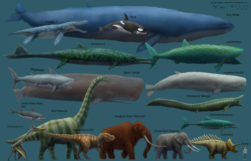 laurentbaheux's tweet photo. The blue whale is not only the largest animal alive currently, but is likely the largest animal ever to have lived http://t.co/iHUdAwpuqq