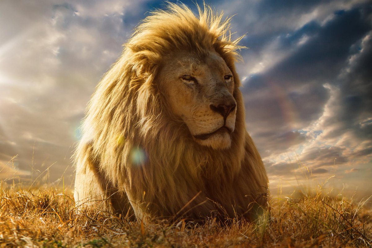 hellobensalt's tweet photo. Because animals alive &amp; in their natural habitats are beautiful. @JacksonCarvalho's breathtaking images. http://t.co/W6PIfjdSkr