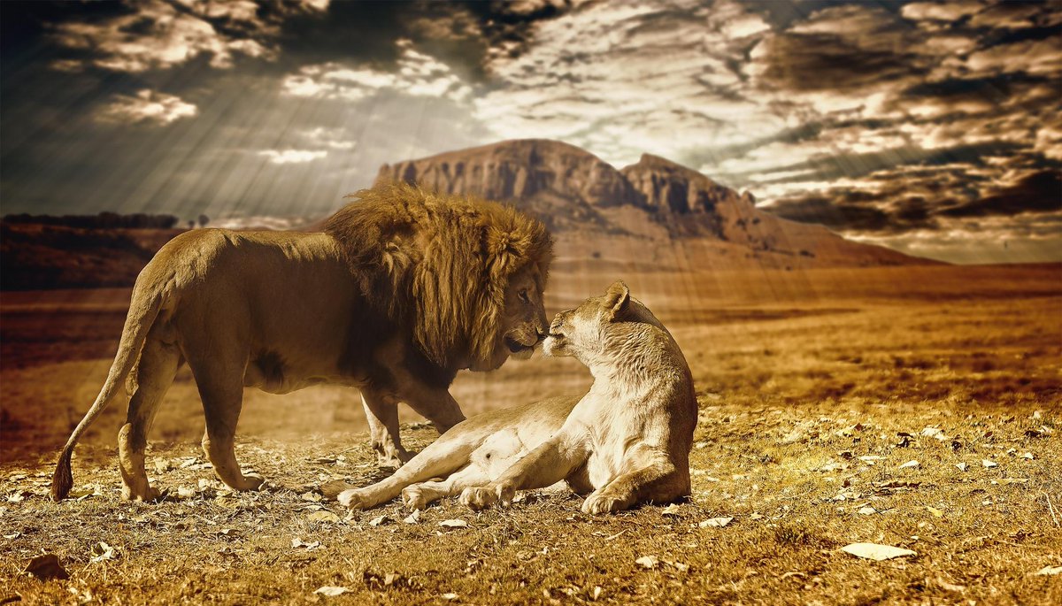 hellobensalt's tweet photo. Because animals alive &amp; in their natural habitats are beautiful. @JacksonCarvalho's breathtaking images. http://t.co/W6PIfjdSkr
