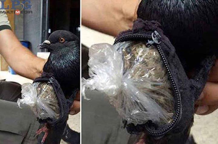 zappinternet's tweet photo. El pájaro camello ha sido descubierto http://t.co/3isry2Zuko