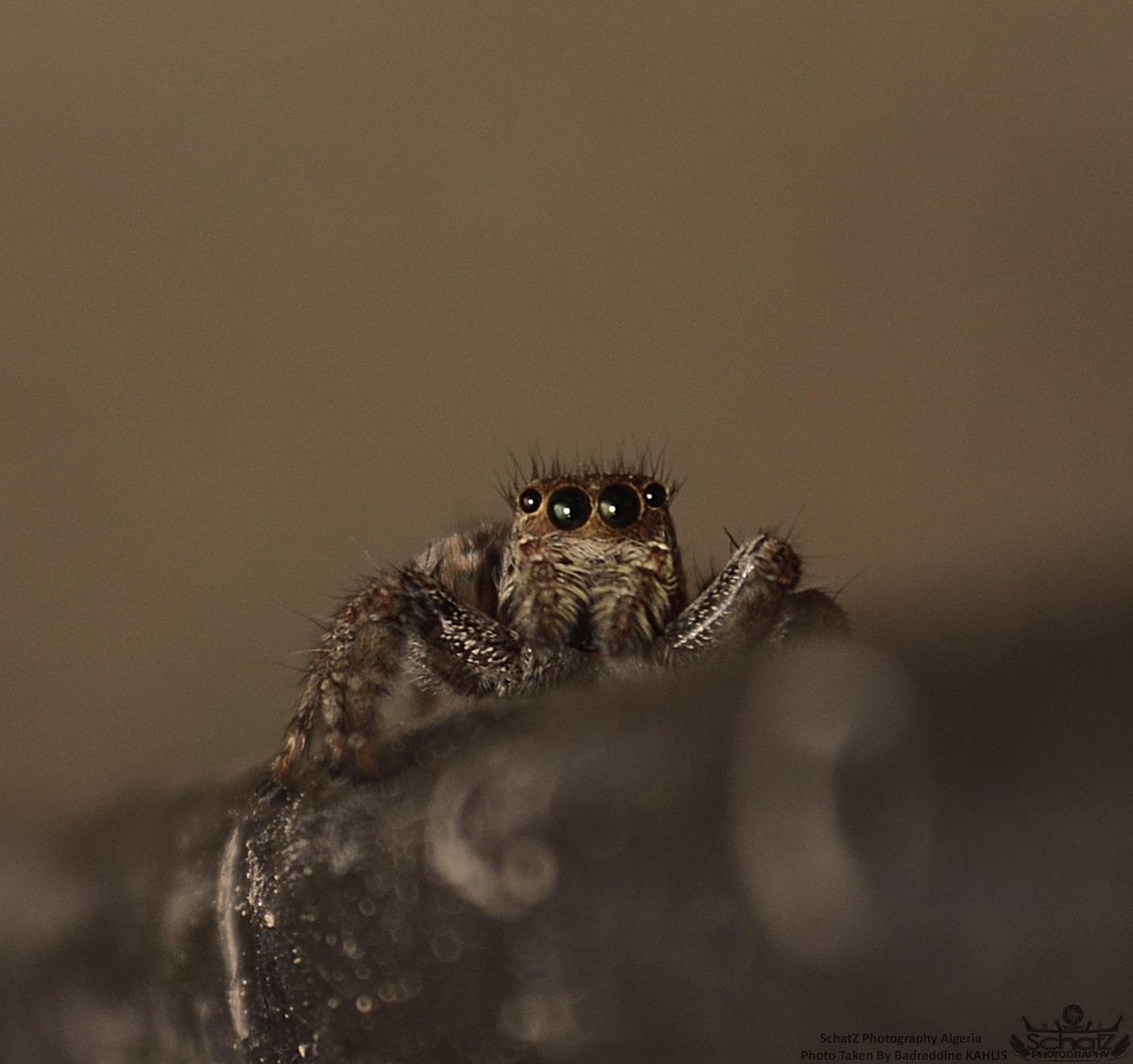 SPAlgeria's tweet photo. Araignée photo taken by @OfficialKahlis - [SchatZ Photography Algeria]
facebook : http://t.co/f6l5FRIQMd http://t.co/T8IjYJzILj