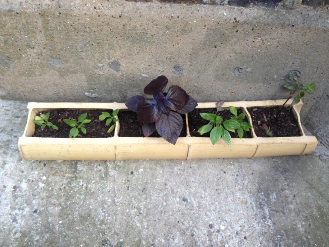 SocKitchenCIC's tweet photo. @StMarysGarden these are the home made bamboo planters I was telling you about. Complete with #mamastomarket herbs http://t.co/UxFu8MiL3r