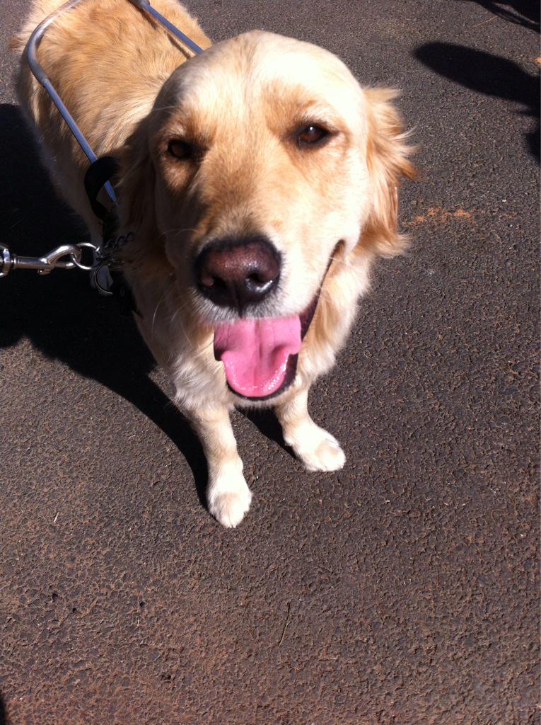 rooi_rose's tweet photo. Kyk hoe vriendelik is die @SAGuide_Dogs #SAGA2015 #SAGuideDogsBall http://t.co/O2cvDnXt8o