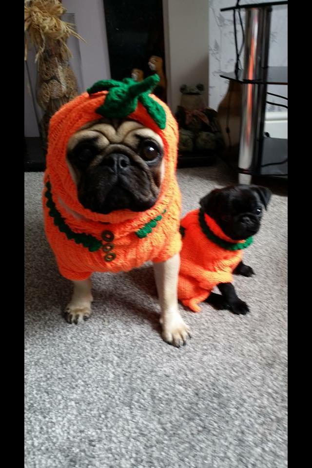 roz_alli's tweet photo. A little early but I give you pumpkin pugs 2015 ! 😍😍 #puglife #puglove #pugs #madetoorder http://t.co/ciZHlbHlcy