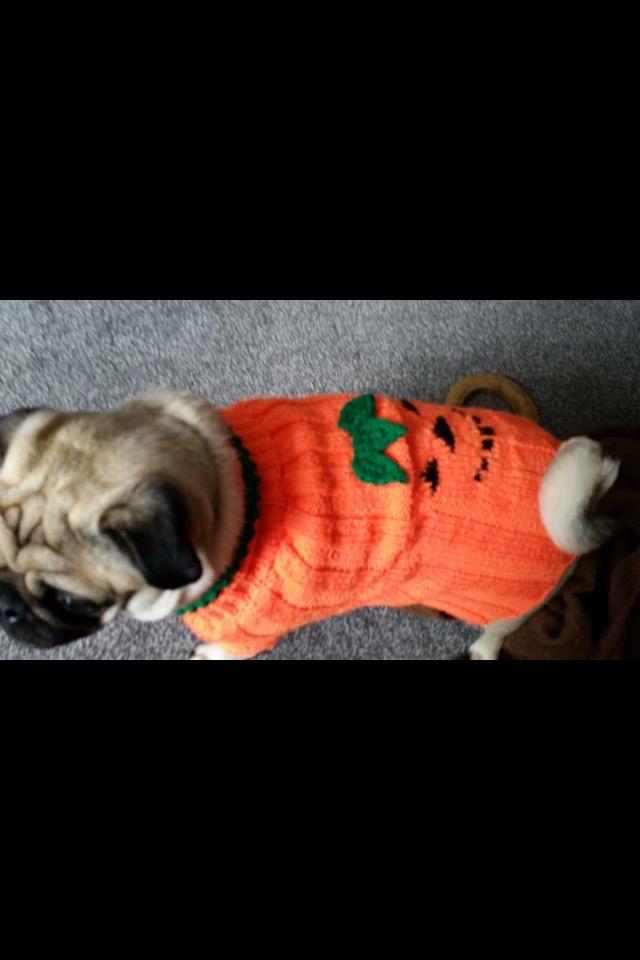 roz_alli's tweet photo. A little early but I give you pumpkin pugs 2015 ! 😍😍 #puglife #puglove #pugs #madetoorder http://t.co/ciZHlbHlcy