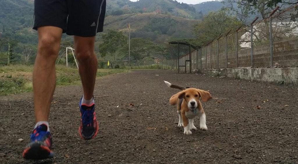 camilo1206's tweet photo. #CorrerMeHaEnsenado  a disfrutar mis entrenamientos para la @MaratonMedellin 42k  con mi dog-running. #yoelegicorrer http://t.co/pjUEGBHIla