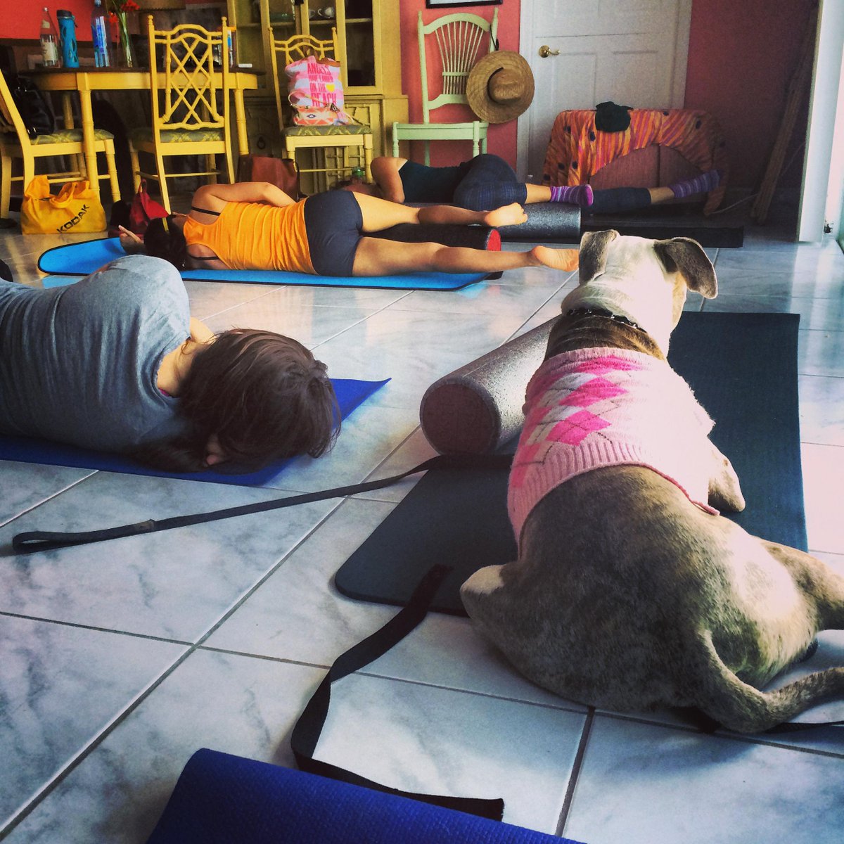 Rollologyfit's tweet photo. Even Blue dog likes to Roll! @Rollologyfit 
#rocktheroll #foamroller #roll #rollology http://t.co/P96EQx4gr2