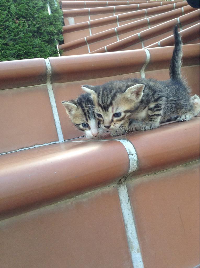 EyllDgnn's tweet photo. #DearMEVYAP 
Today, I bought some cat food for my kittens😍 http://t.co/TwCrckIDJ0