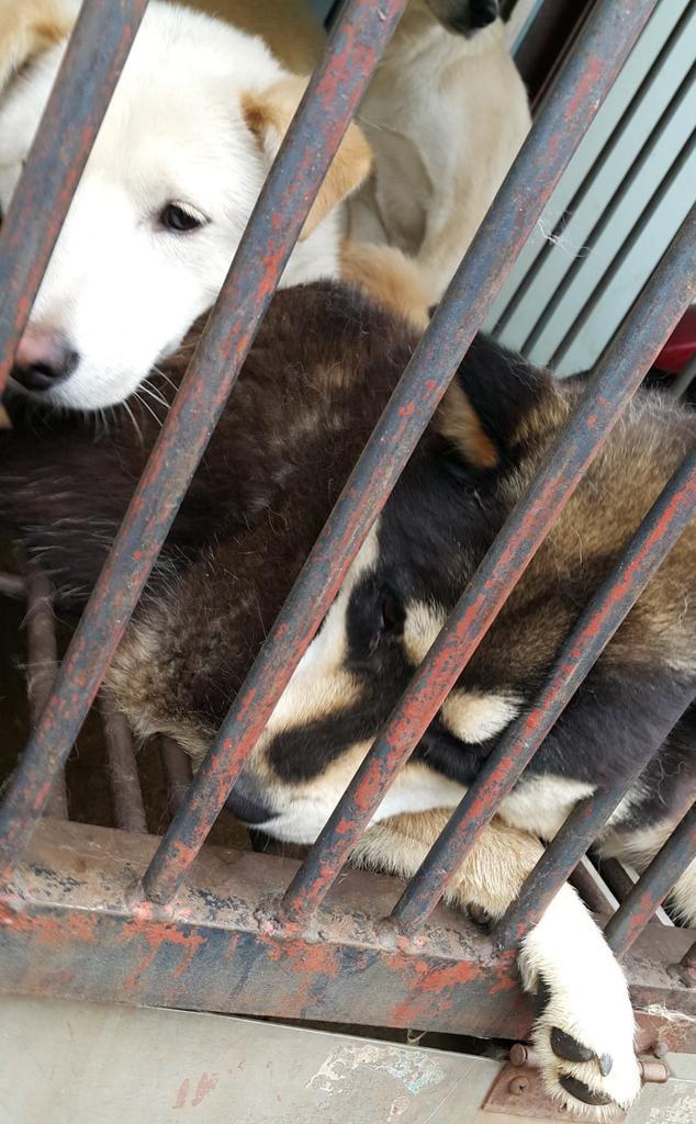 awkward1110's tweet photo. VIDEO @CARErightnow DRAW MY LIFE - CRUEL DOG MEAT INDUSTRY IN #SouthKorea #StopKoreanCruelty https://t.co/8hc51p7N0t https://t.co/fmHv26nANC