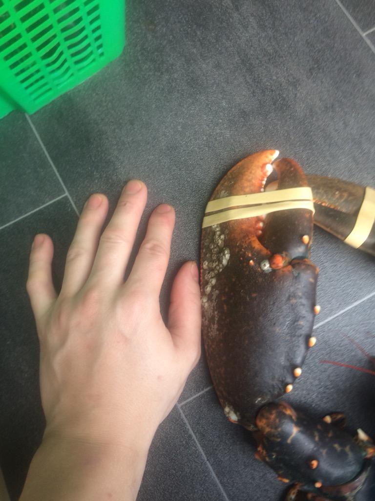 GaryBeggs3's tweet photo. Monster lobster! @PearlChefGB @ChefWBridges #lobster http://t.co/OGLVN3l2oK