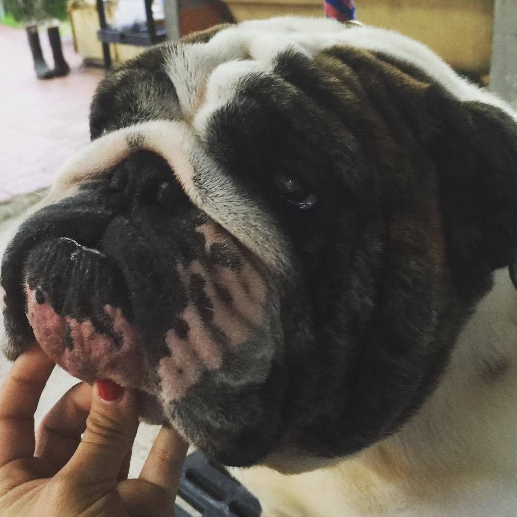 CaprichoKennel's tweet photo. Billy ❤️ http://t.co/TbpMcknKxR
