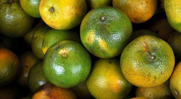 aleshammah's tweet image. Utilizar cáscaras de naranja para el tratamiento de aguas residuales seria posible ? 

bit.ly/1Df2lxH