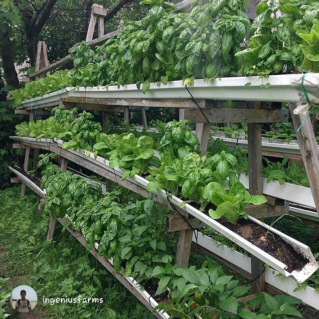 UrbanOrganicGar's tweet photo. from @ingeniusfarms
I got a lot of food to grow before I die and I ain't got time to waste 😂#verticalfarming
#urban… http://t.co/g0WiayVhsw