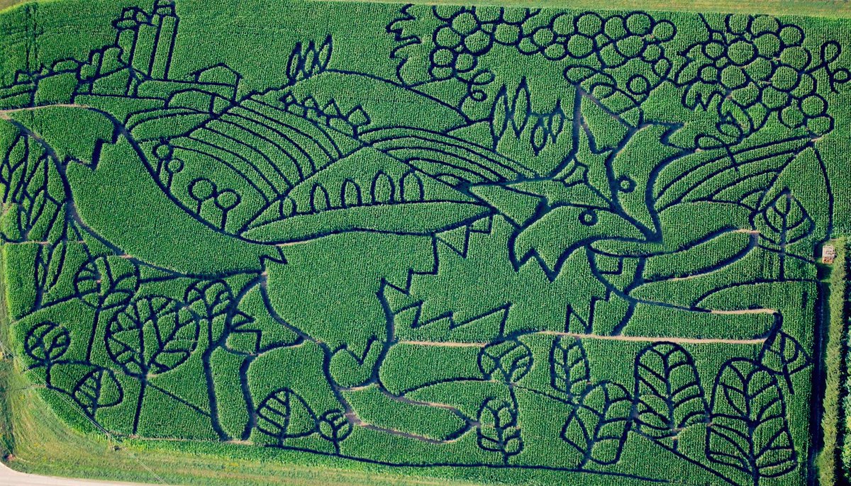 Treinen Farm 2015 Corn Maze-- The Fox and the Grapes