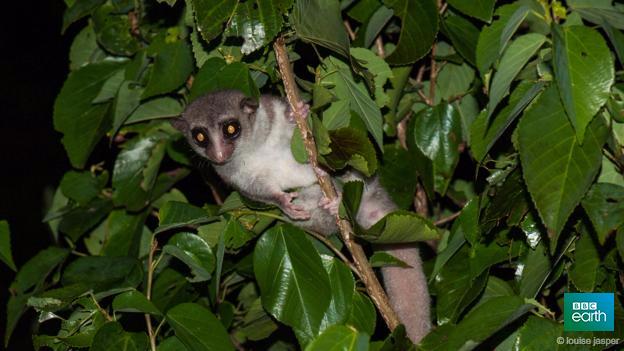 BBCEarth's tweet photo. Dwarf lemur found in Madagascar could be new species http://t.co/77qvPEj9PT http://t.co/zE9r7kNT1v
