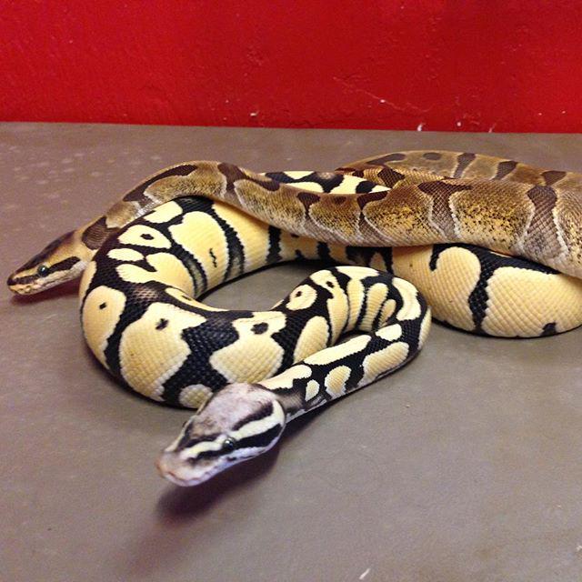 reptiles's tweet photo. #Reptiles: RT @sc_pythons: 0.1 Super Enchi and 1.0 Pastel Desert Ghost. Love both of these animals. #ballpython#bal… http://t.co/IWPxH3j40A