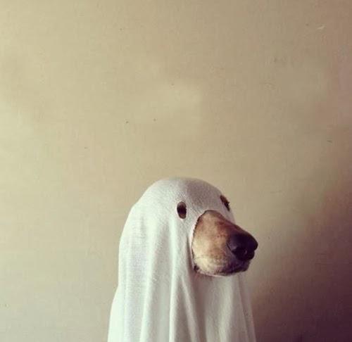 MyClothesTeen's tweet photo. Buuuu 👻👻👻😍😍😂😂😂 #QuintaDoSdvComSrTwitteiro http://t.co/MyPn4PX8ze