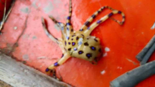 kapookdotcom tweet picture