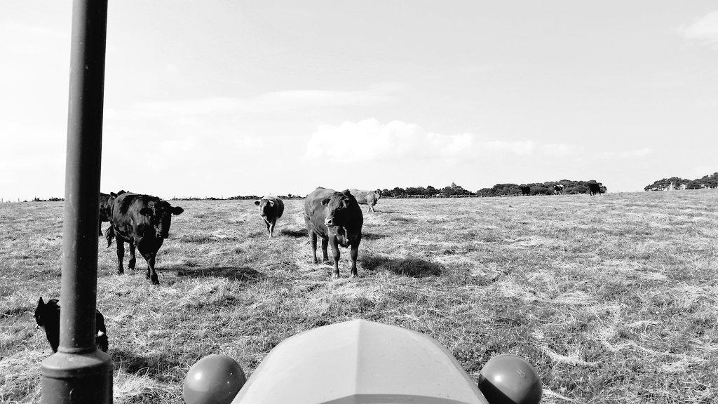 JASloan_Farm's tweet photo. Checking the #cattle this afternoon the #vintage way... #oldschool #classic #tractor #grandads #black&amp;white #farm http://t.co/RS3xHB18UT