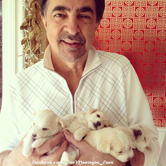 hotchnist_bot's tweet photo. 子犬が可愛いのかマンテーニャが可愛いのかというと両方可愛いのです！！ https://t.co/OiiNI0SlIX