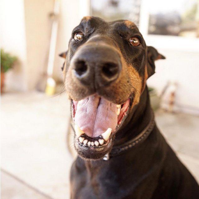 DogVacay's tweet photo. Major love for Major, the #Doberman! #puresweetness #alllove #dogsofinstagram (pc: @anitat… http://t.co/96y4hsjwR6 http://t.co/d2tsdrOxUN