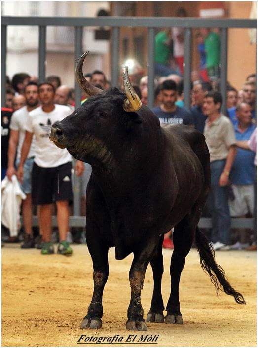 sialsbous's tweet photo. RESPETO AL MUNDO DEL TORO! TENEMOS QUE RECLAMAR YA NUESTRO DERECHO A SER TAURINOS!  #SialostorosenTVE http://t.co/vguD7QD9qz