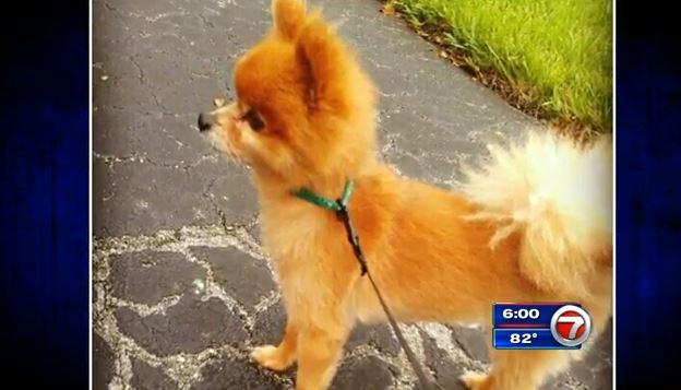 wsvn's tweet image. Reward raised to $8,000 for dog beaten to death and left with note bit.ly/1MqaVx4