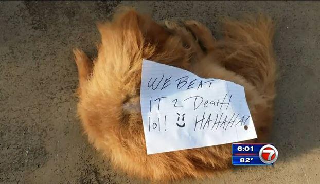 wsvn's tweet image. Reward raised to $8,000 for dog beaten to death and left with note bit.ly/1MqaVx4