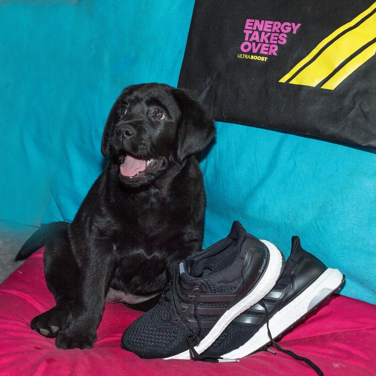 Can't wait to try these brilliant new #ultraboost out and see how they run! Huge thanks <a href="/adidasZA/">adidasZA</a> #labphotobomb