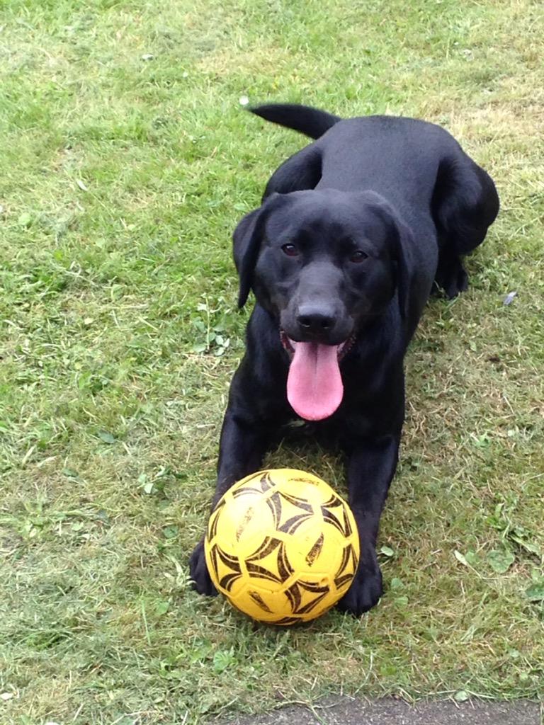 minniemilto's tweet photo. @AldiUK my boy Max #Specialbuys #PawsomePics #win http://t.co/glK1iYQDDM