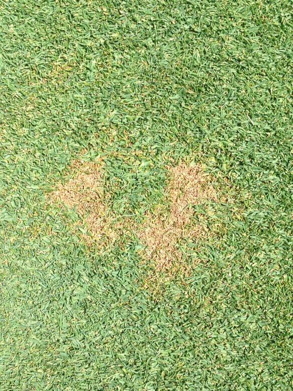 GardKimberly's tweet image. We are not out of the woods yet. #summerpatch #Briskway #Velista #Heritage #SanDiego