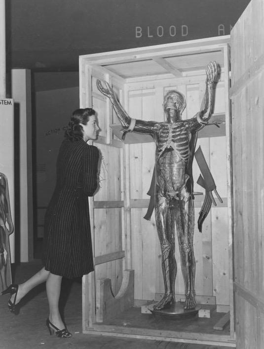 sarah_calavera's tweet image. Woman looking at model of transparent man, New York World’s Fair, ca. 1940