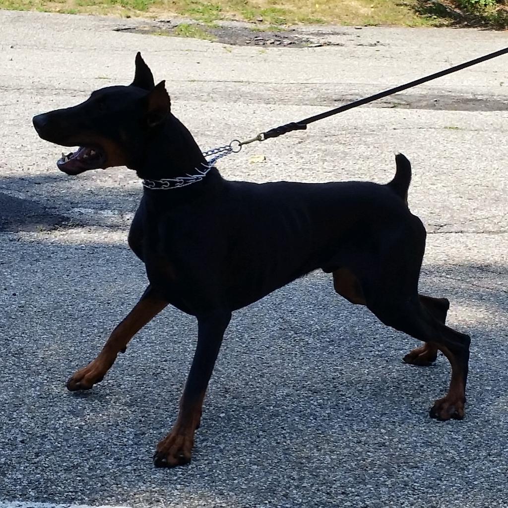 weartitleshot's tweet photo. #doberman for sale $ 4k male, basic obedience, good with kids and a great warning dog. Will not back down from threat http://t.co/SyM9cO5zug